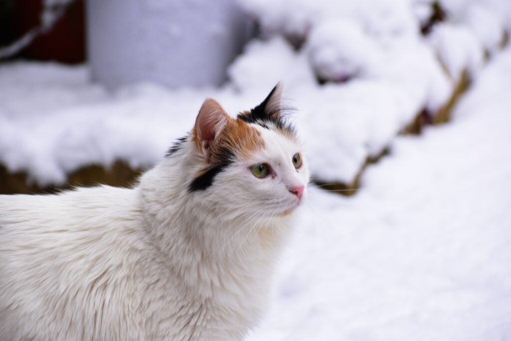 a close up of a cat in the snow