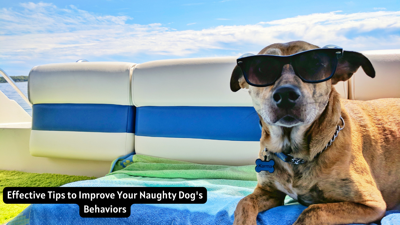 Naughty dog behaviors, dog training tips, addressing destructive behaviors, positive reinforcement, separation anxiety in dogs, mental stimulation for dogs