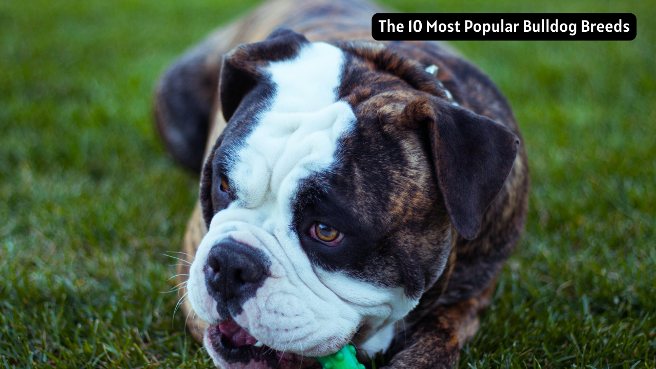 The 10 Most Popular Bulldog Breeds