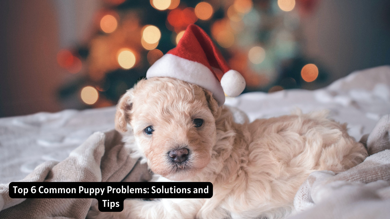 Top 6 Common Puppy Problems: Solutions and Tips