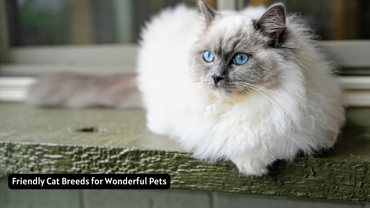 Friendly Cat Breeds for Wonderful Pets