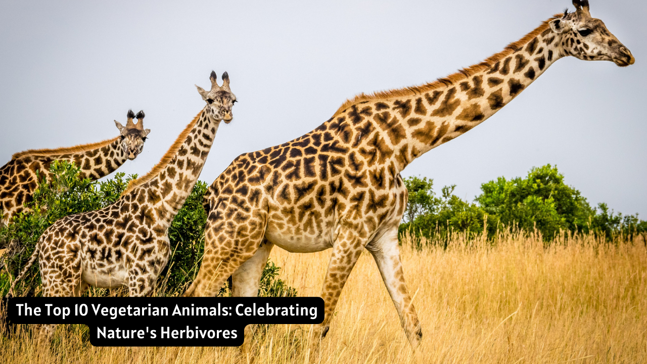 The Top 10 Vegetarian Animals: Celebrating Nature's Herbivores
