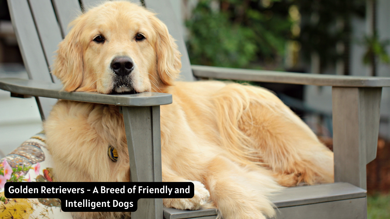 Golden Retrievers - A Breed of Friendly and Intelligent Dogs
