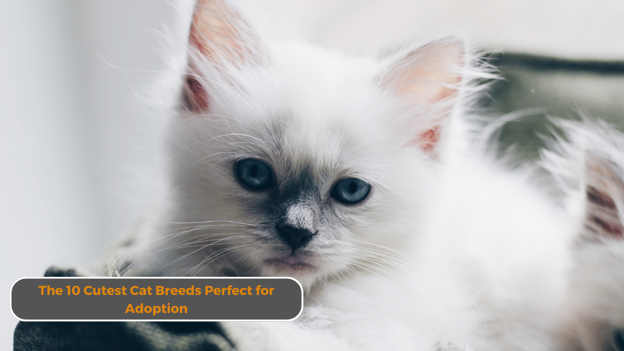 The 10 Cutest Cat Breeds Perfect for Adoption