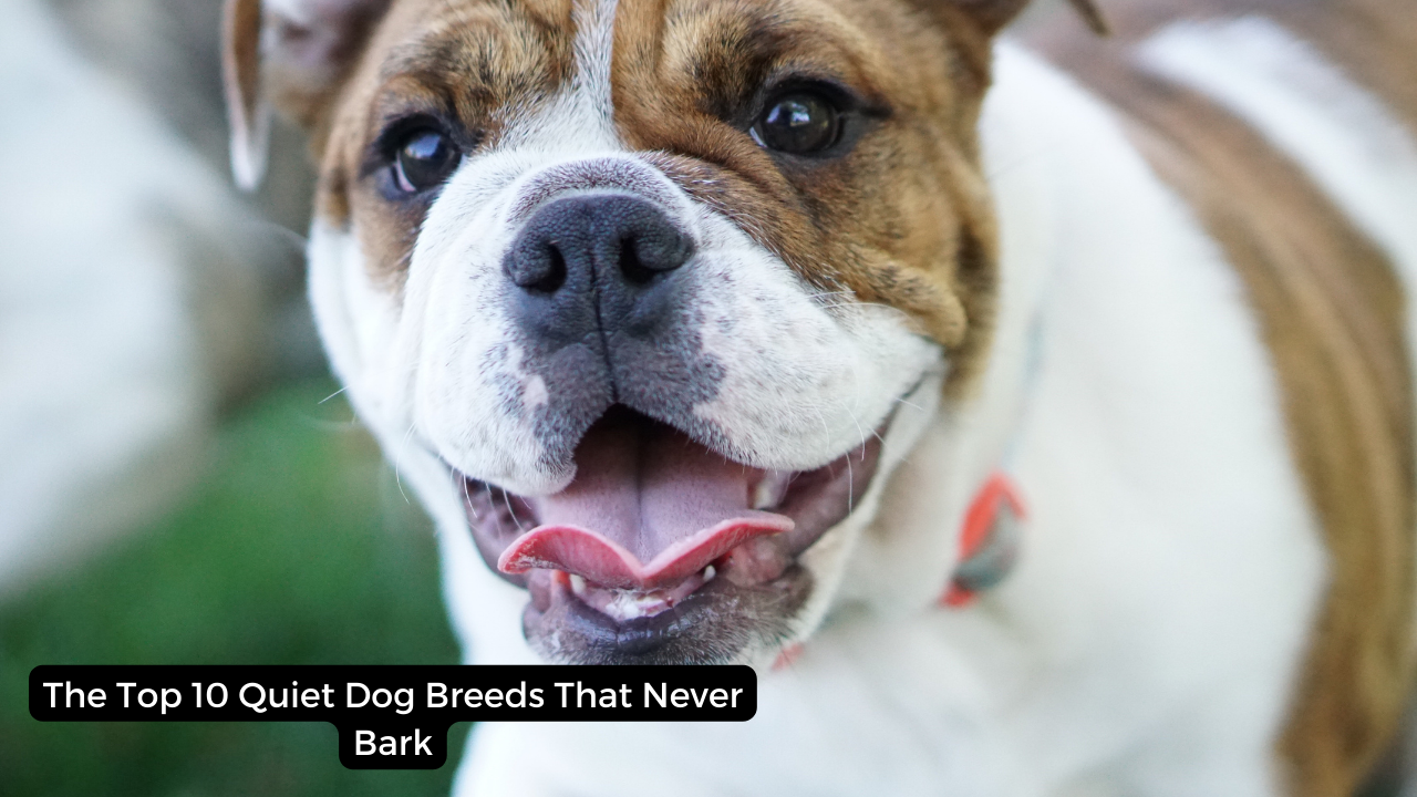 The Top 10 Quiet Dog Breeds That Never Bark