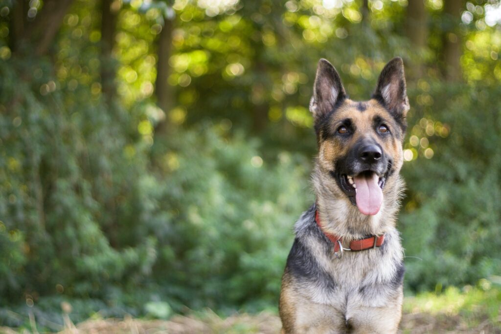 tan and black German shepherd near trees during daytime