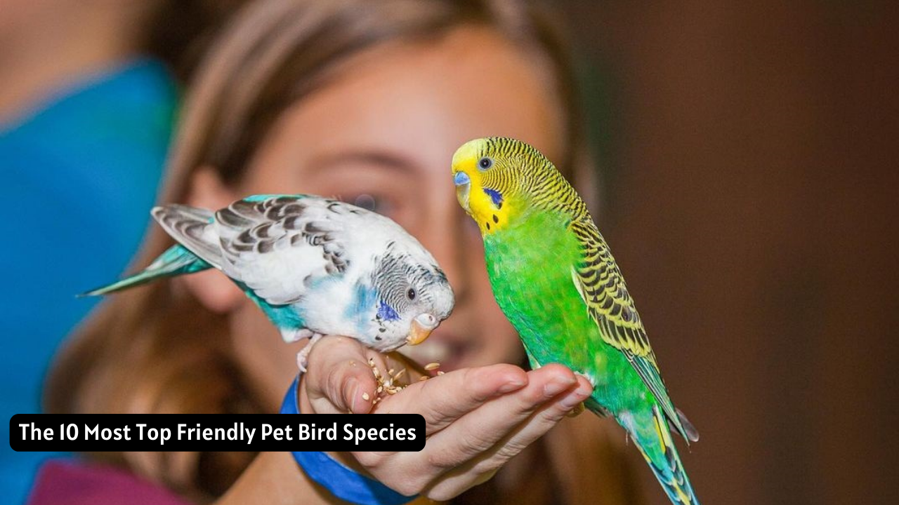 The 10 Most Top Friendly Pet Bird Species