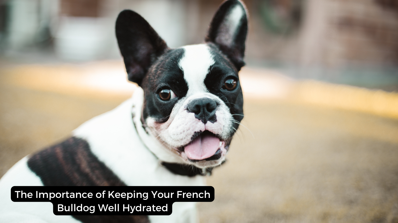 The Importance of Keeping Your French Bulldog Well Hydrated