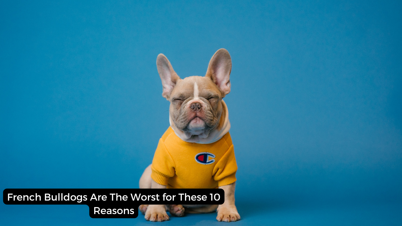 French Bulldogs Are The Worst for These 10 Reasons