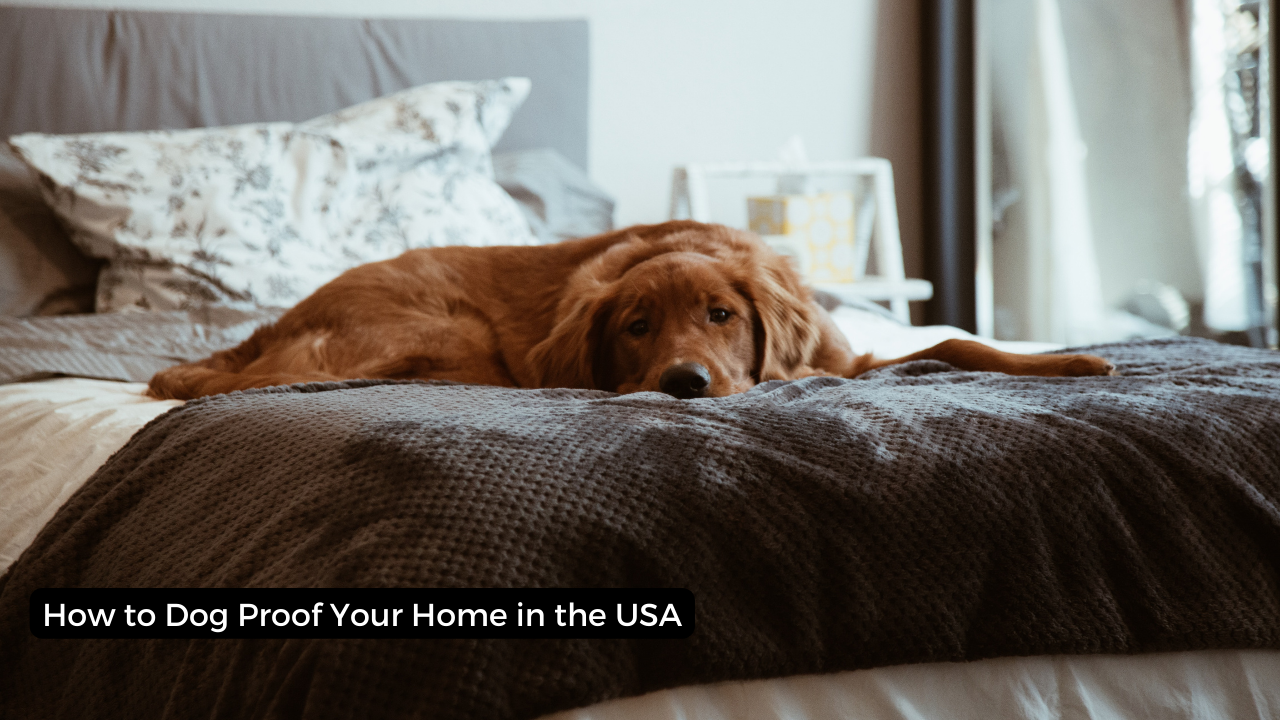How to Dog Proof Your Home in the USA