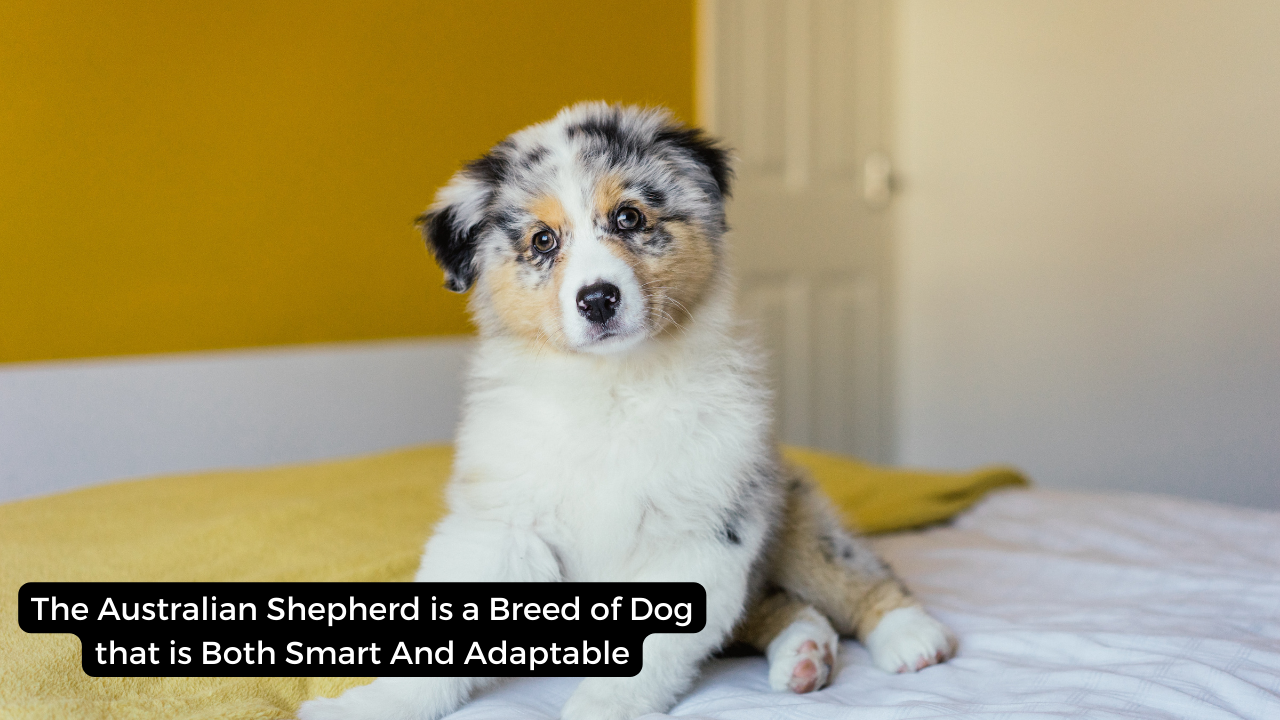 The Australian Shepherd is a Breed of Dog that is Both Smart And Adaptable