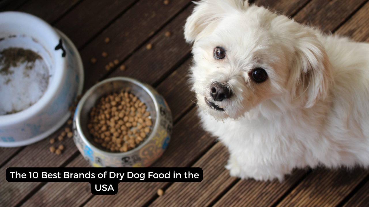 The 10 Best Brands of Dry Dog Food in the USA