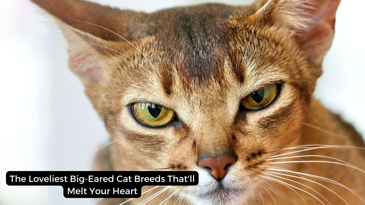 The Loveliest Big-Eared Cat Breeds That'll Melt Your Heart