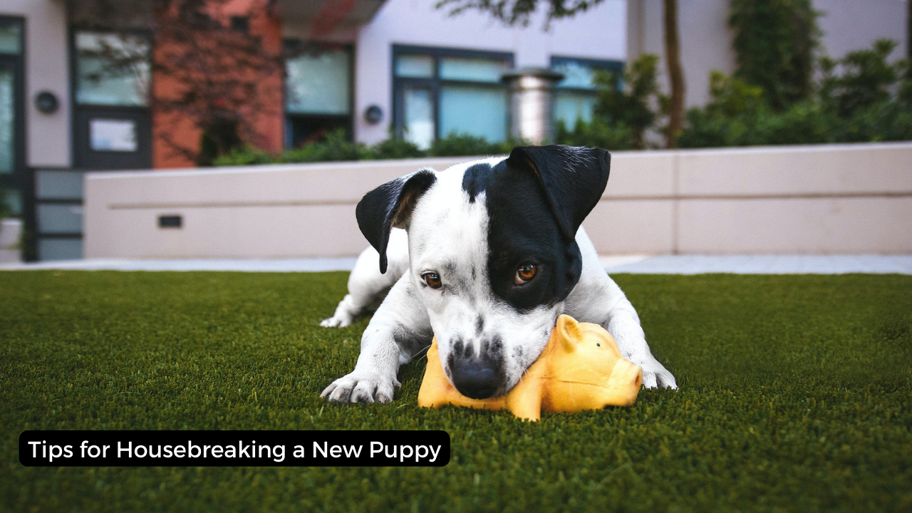 Tips for Housebreaking a New Puppy