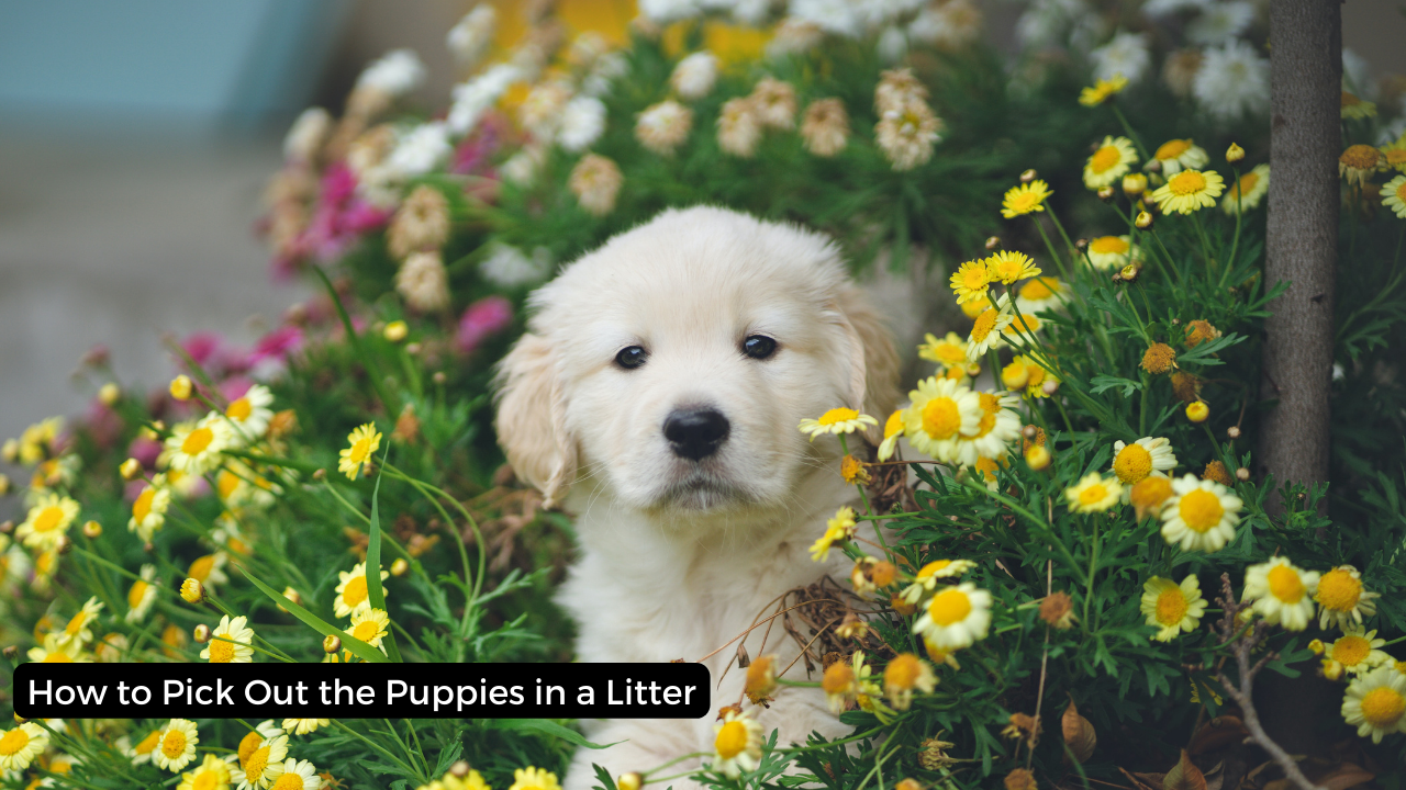 How to Pick Out the Puppies in a Litter