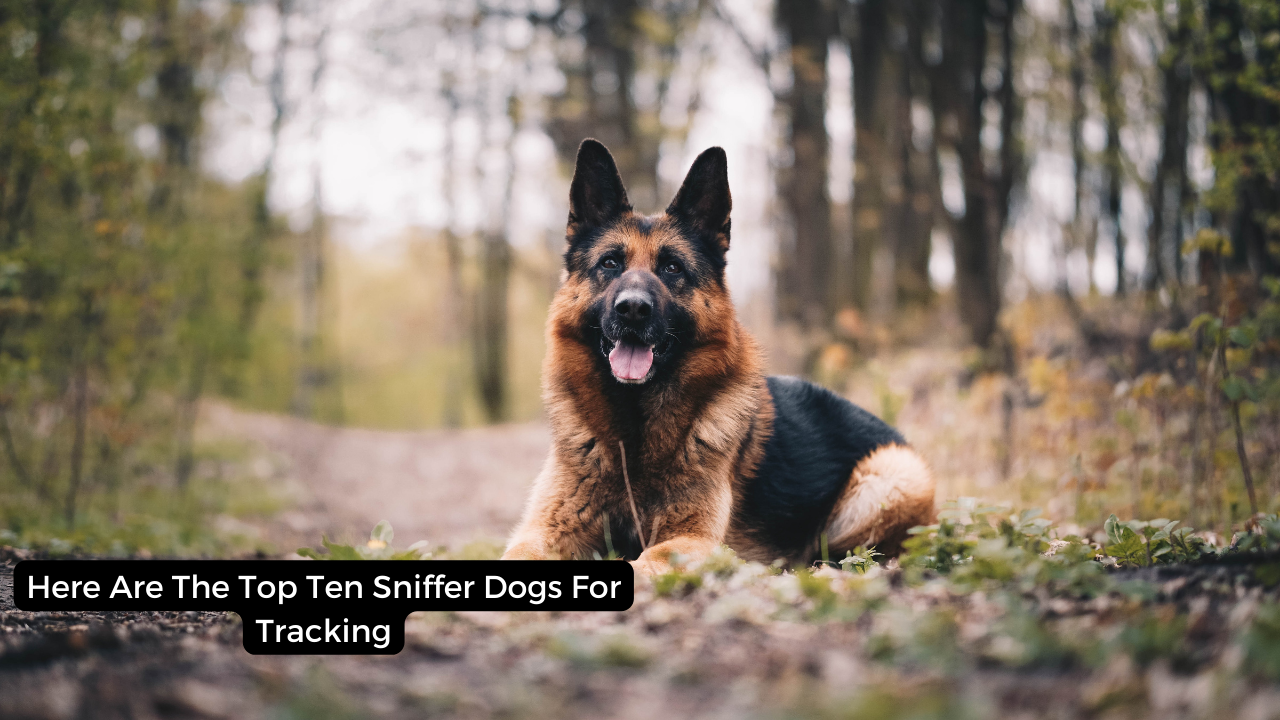Here Are The Top Ten Sniffer Dogs For Tracking