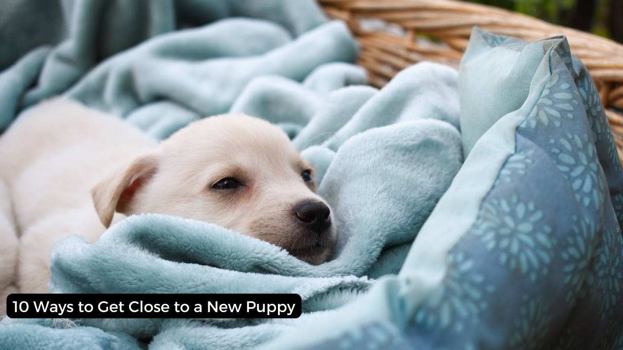 10 Ways to Get Close to a New Puppy