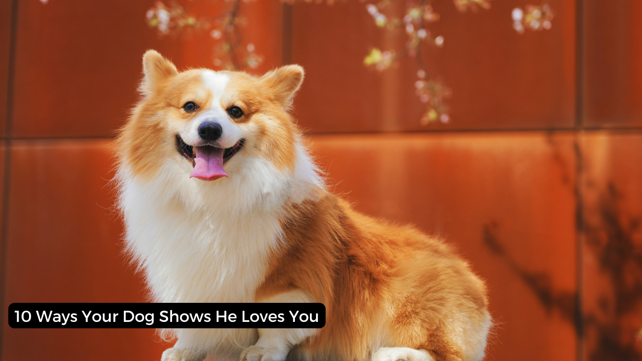 10 Ways Your Dog Shows He Loves You