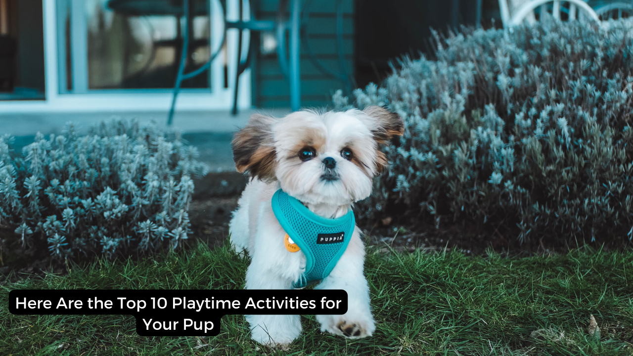 Here Are the Top 10 Playtime Activities for Your Pup