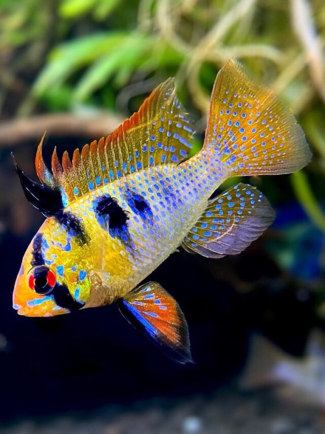 10 Ideal Tank Mates to Pair With Electric Blue Acara