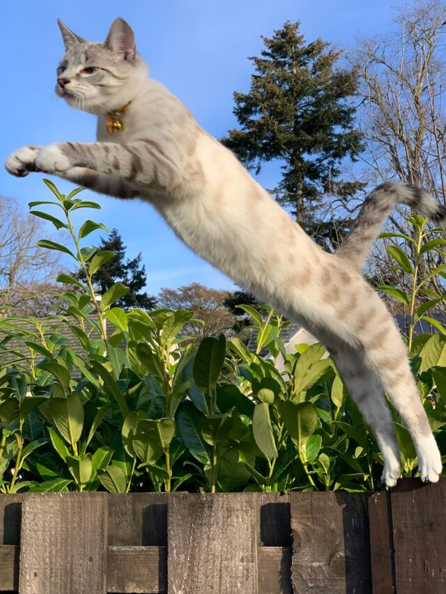 Cat Breaks Guinness World Record For Leaping