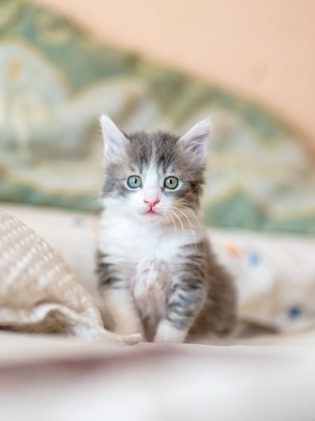 The 10 Cutest Cat Breeds You’ll Want to Adopt