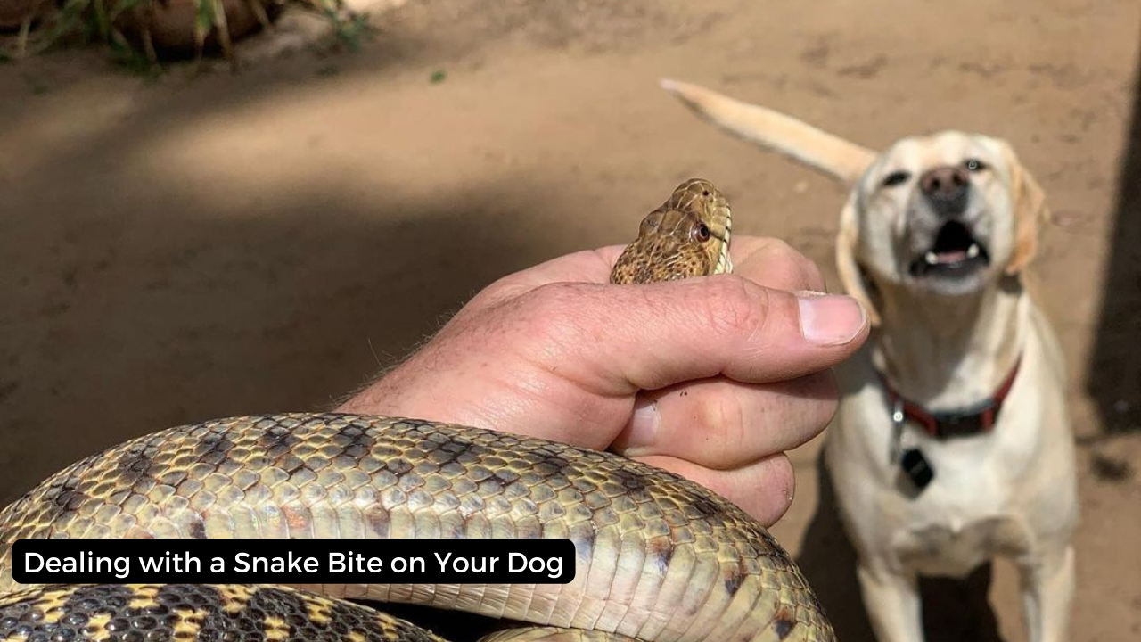 Dealing with a Snake Bite on Your Dog