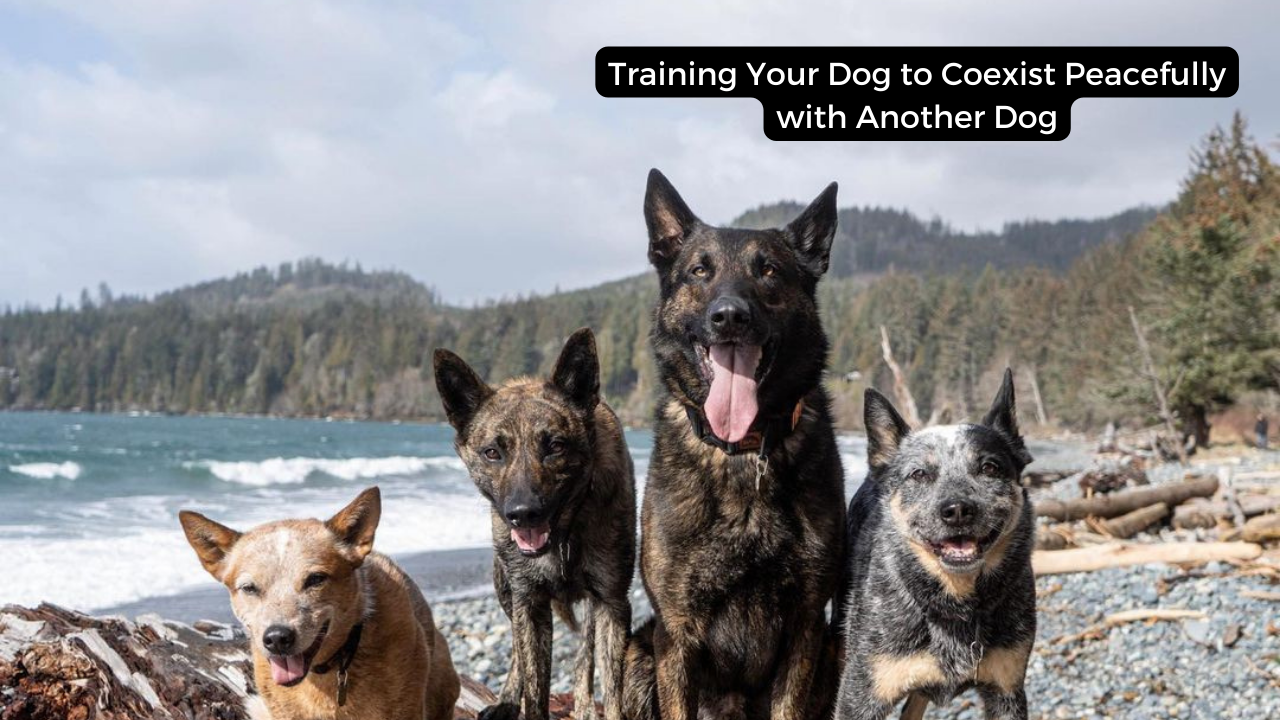 Training Your Dog to Coexist Peacefully with Another Dog