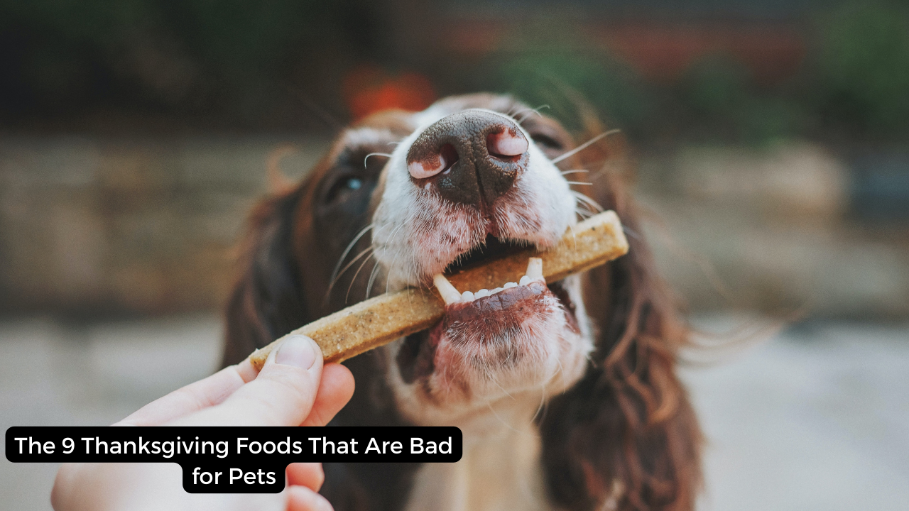 The 9 Thanksgiving Foods That Are Bad for Pets