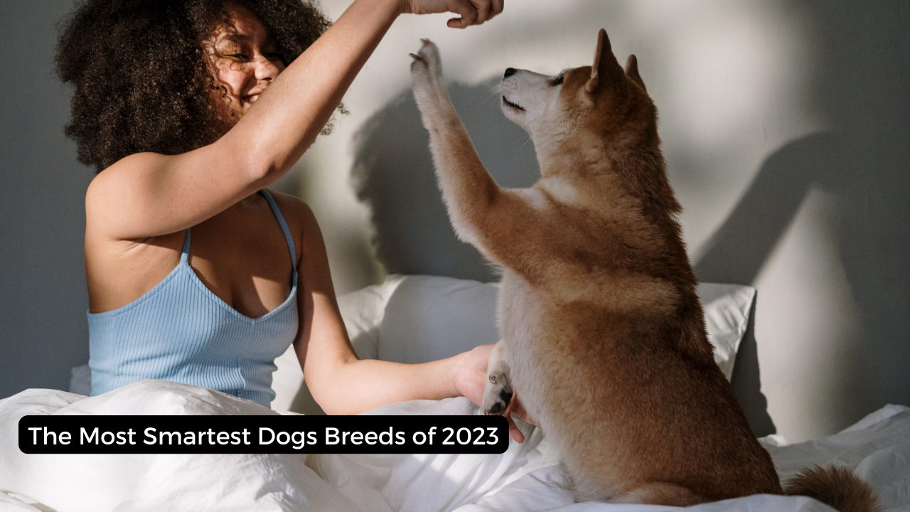 The Most Smartest Dogs Breeds of 2023