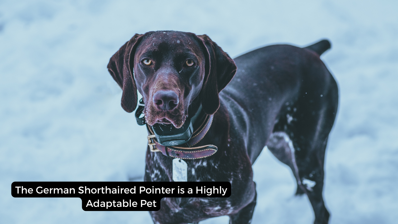 The German Shorthaired Pointer is a Highly Adaptable Pet