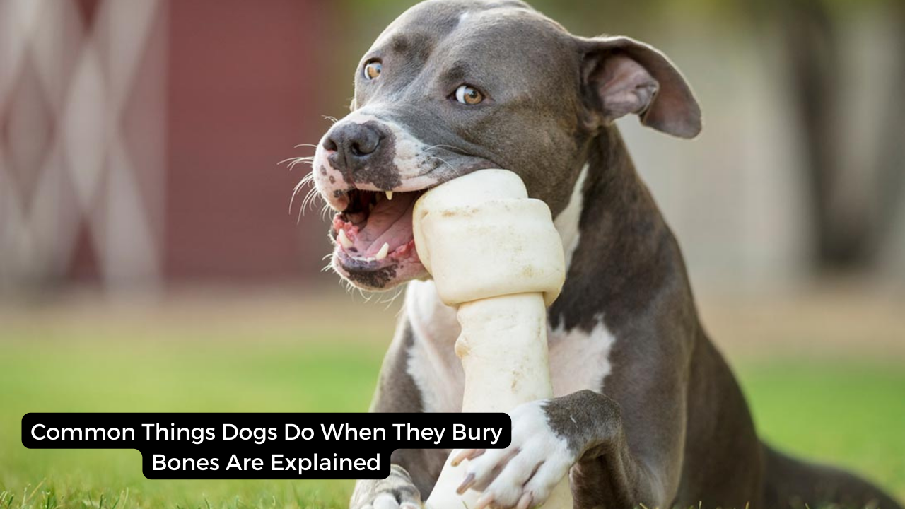 Common Things Dogs Do When They Bury Bones Are Explained