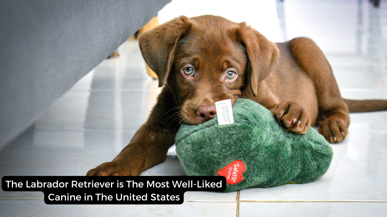 The Labrador Retriever is The Most Well-Liked Canine in The United States