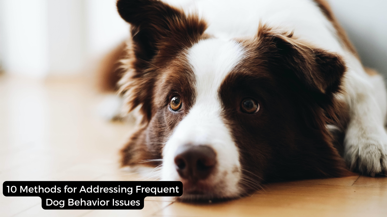 10 Methods for Addressing Frequent Dog Behavior Issues