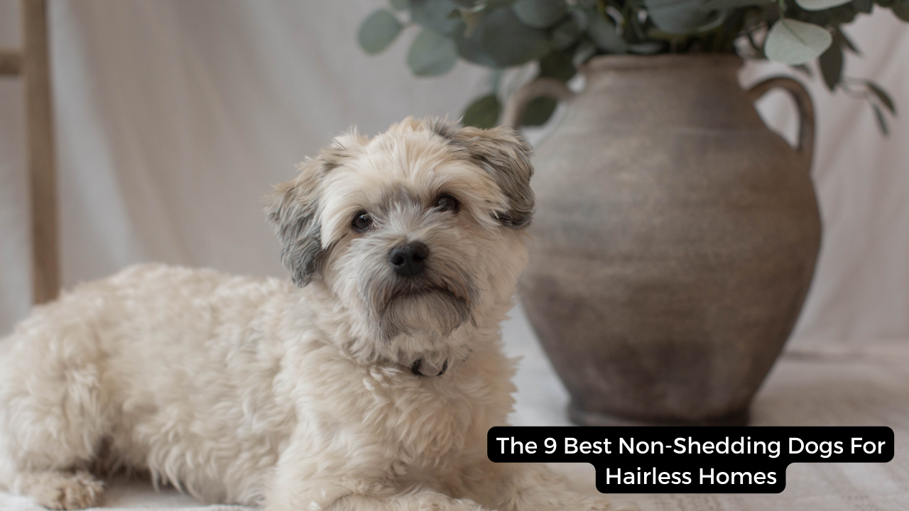 The 9 Best Non-Shedding Dogs For Hairless Homes