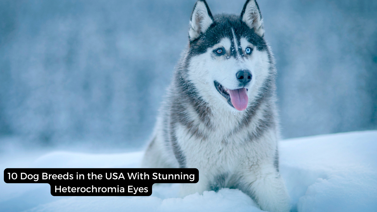 10 Dog Breeds in the USA With Stunning Heterochromia Eyes