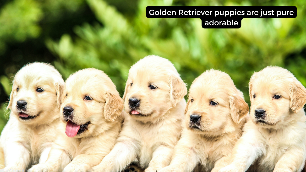 Golden Retriever Puppies are Just Pure Adorable