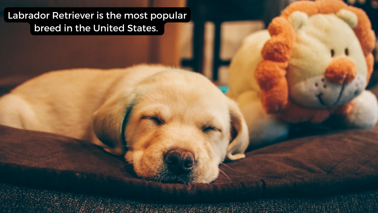 Labrador Retriever is the most popular breed in the United States