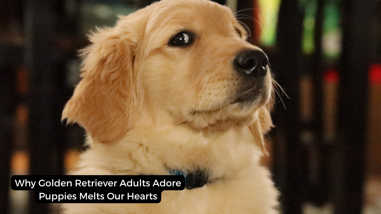 Why Golden Retriever Adults Adore Puppies Melts Our Hearts