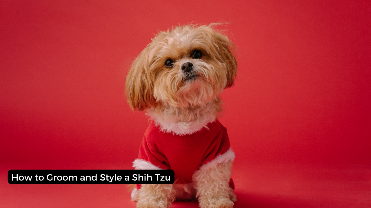 How to Groom and Style a Shih Tzu