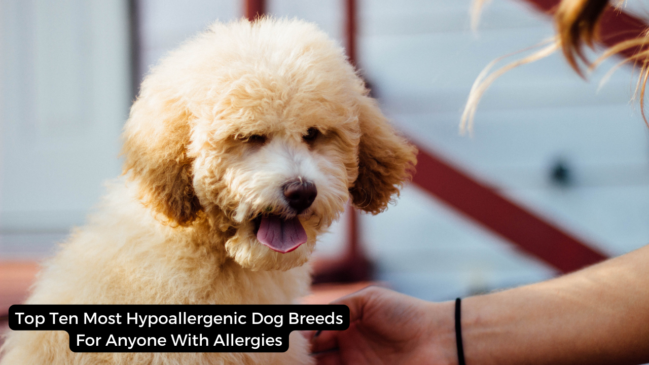 Top Ten Most Hypoallergenic Dog Breeds For Anyone With Allergies