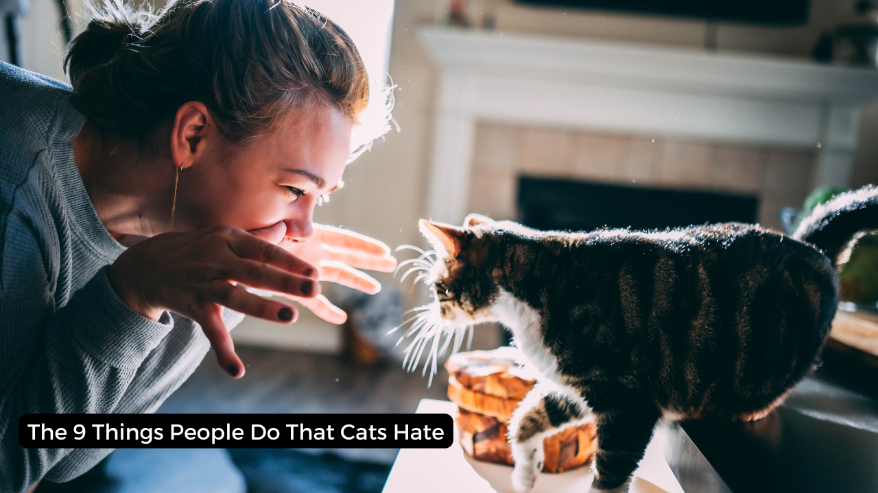 9 Things People Do That Cats Hate