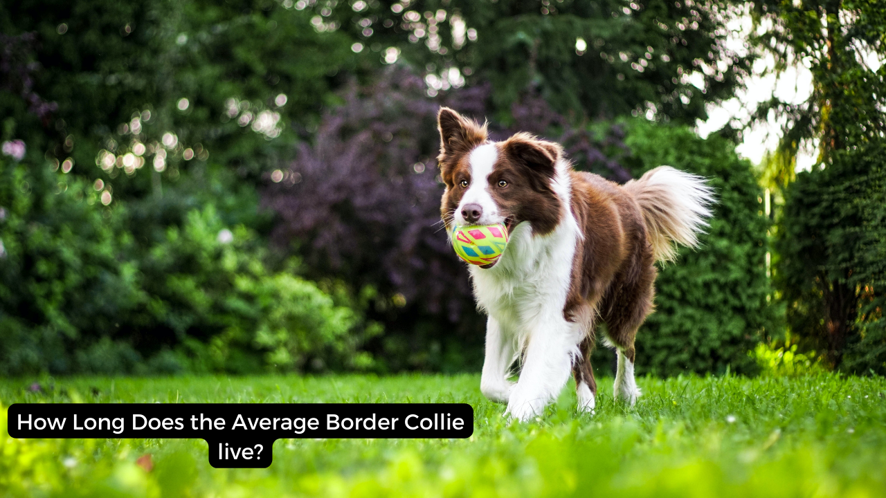 How Long Does the Average Border Collie live?