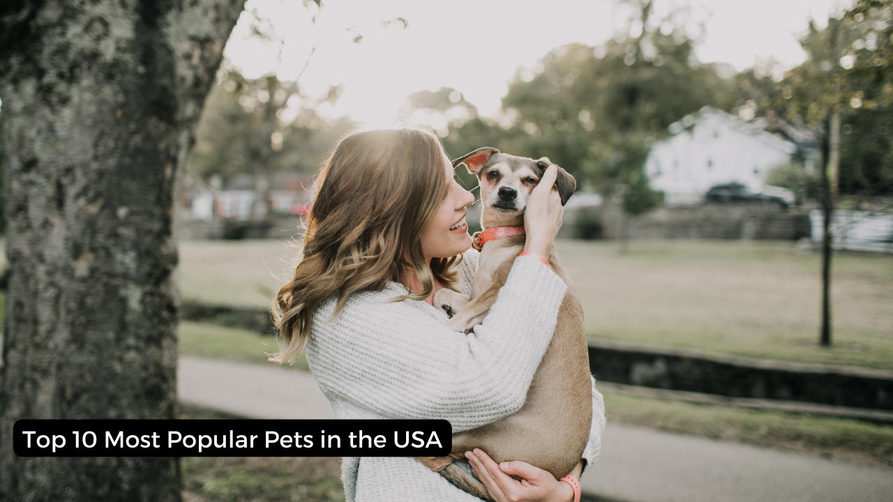 Top 10 Most Popular Pets in the USA