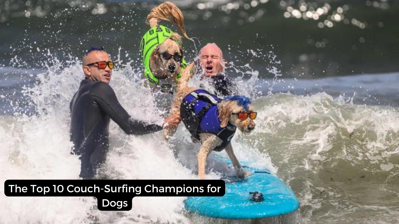 The Top 10 Couch-Surfing Champions for Dogs