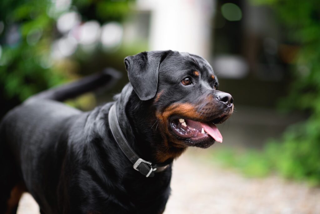 a dog with its mouth open