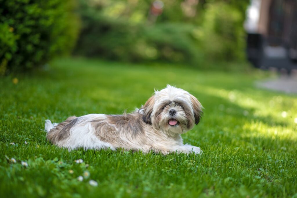 10 Wonderful Dog Breeds Perfect for Seniors
