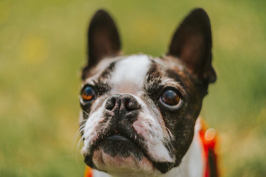 brown and white pug