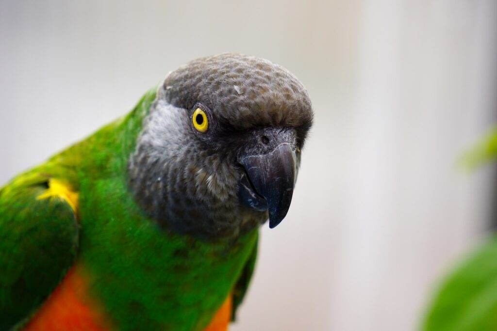 a close up of a green and orange parrot