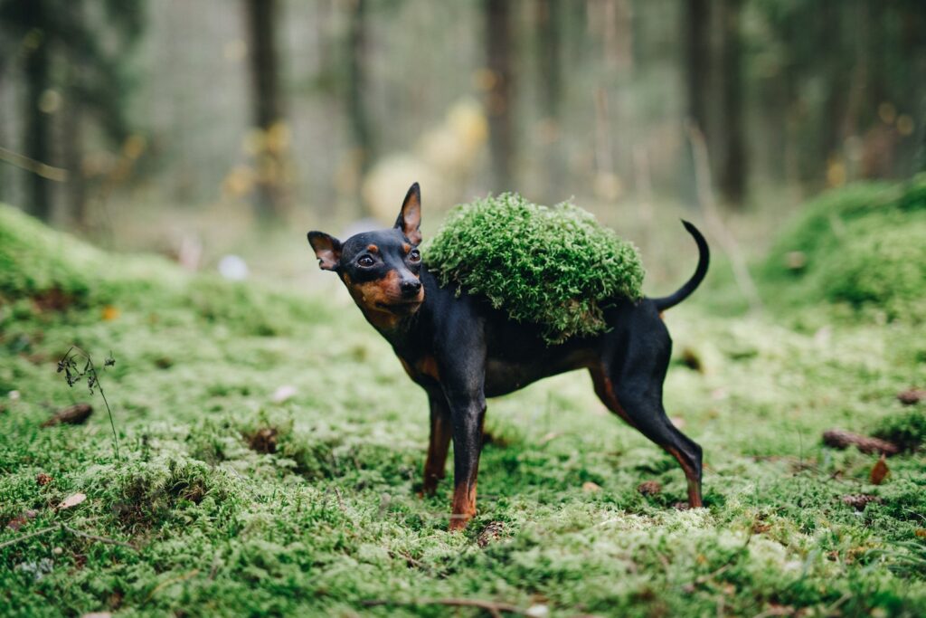 The Most Smartest Dogs Breeds of 202